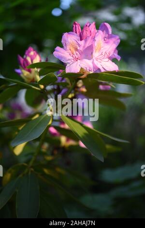 Dettaglio delle teste dei fiori di Rhododendron Catawbiense Grandiflorum Foto Stock