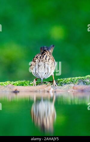 Un dunnock rovistando in inverno nel Galles centrale Foto Stock