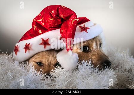 Adorabili cuccioli giocare sotto Natale Red Hat Foto Stock