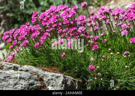 Una roccia marina Armeria maritima confine con piante alpine pietra rocciosa Foto Stock