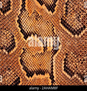African rock python Dettaglio pelle, Python sebae natalensis Foto Stock
