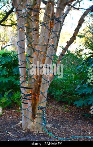 Marion Square nel cuore di Charleston, Sc durante la stagione di Natale con le stringhe di luci su alberi neary, statures e alberi di Natale Foto Stock