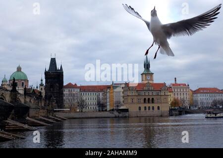 Praga, Repubblica Ceca. 27 Dic, 2019. Un gabbiano in volo sul Ponte Carlo in inverno Meteo a Praga e in Repubblica Ceca. Il Ponte Carlo a Praga è una delle principali destinazioni turistiche della Repubblica ceca. Credito: Slavek Ruta/ZUMA filo/Alamy Live News Foto Stock