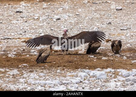 Falda-di fronte vulture (Torgos tracheliotos) lo sbarco a terra accanto al bianco-backed avvoltoi, Namibia Foto Stock