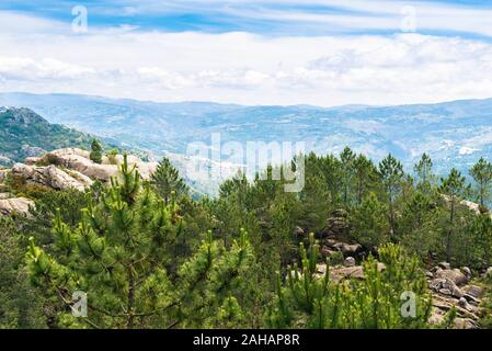 Foreste di montagna con alberi sempreverdi nella nebbia nebbia paesaggio in Portogallo Panda Geres park Foto Stock