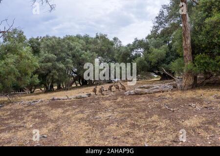 Una piccola folla di canguri sull asciutto erba marrone nell'outback australiano Foto Stock