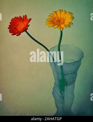 Biglietto di auguri DESIGN: Gerbera o Barbeton Daisy (lat: gerbera jamesonii) Foto Stock