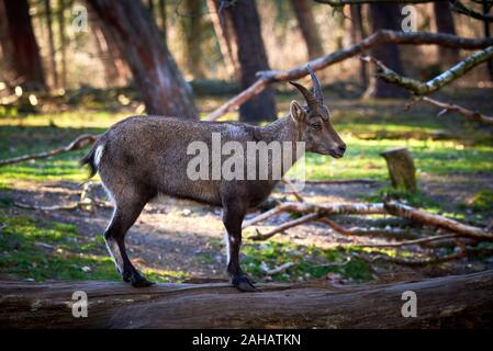 Giovani mufloni nella foresta (Ovis orientalis) Foto Stock