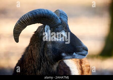 Muflone testa Closeup (Ovis orientalis) Foto Stock