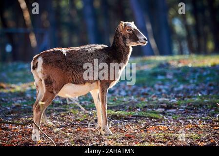 Giovani muflone pecora (Ovis orientalis) Foto Stock