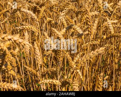 Mature segala nel campo in estate Foto Stock