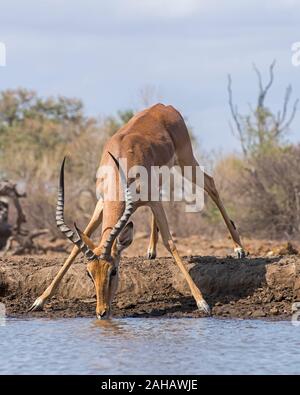 Voce maschile Impala bevendo al Waterhole in Botswana, Africa Foto Stock