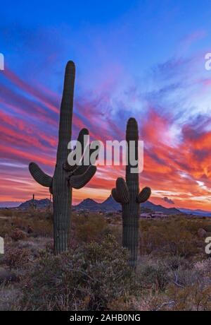 Colorato e vivace il cielo al tramonto con due cactus Saguaro in primo piano nel Scottsdlae, AZ. Foto Stock