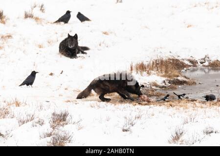 Alimentazione di lupi sui resti di una carcassa di bisonte lungo Blacktail stagni presso il Parco Nazionale di Yellowstone a Yellowstone, Wyoming. Foto Stock