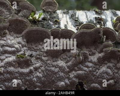 Cerrena unicolor, comunemente noto come il labirinto di muschio polyporo, è una specie di fungo poroide. Foto Stock