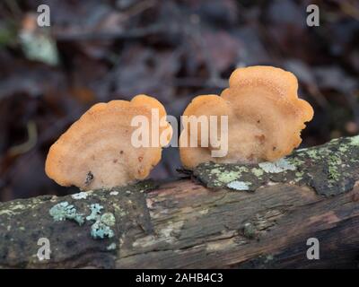 Phyllotopsis nidulans, comunemente noto come il mock oyster o la Orange oyster, crescente sui tronchi in Görvälns naturreservat, Järfälla, Svezia Foto Stock