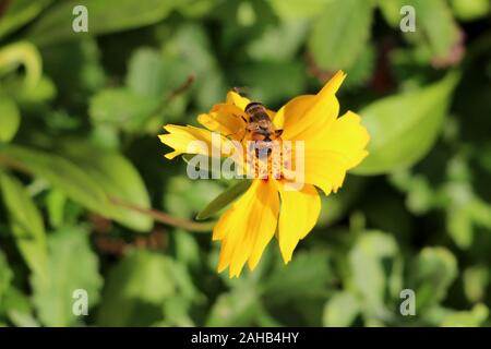 Ape sulla cima di una piccola luminoso giallo fiore circondato con dense foglie verde in casa locale giardino su caldo e soleggiato giorno di autunno Foto Stock