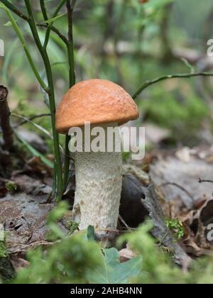 Leccinum albostipitatum crescente a Görvälns naturreservat, Svezia. Foto Stock