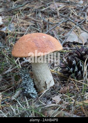 Leccinum albostipitatum crescente a Görvälns naturreservat, Svezia. Foto Stock