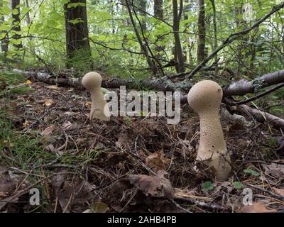 Calvatia execcituliformis (Lycoperdon escipuliforme) comunemente noto come il puffball pestello o puffball a gambo lungo. Foto Stock