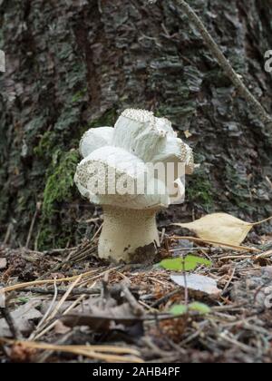 Calvatia execcituliformis (Lycoperdon escipuliforme) comunemente noto come il puffball pestello o puffball a gambo lungo. Foto Stock