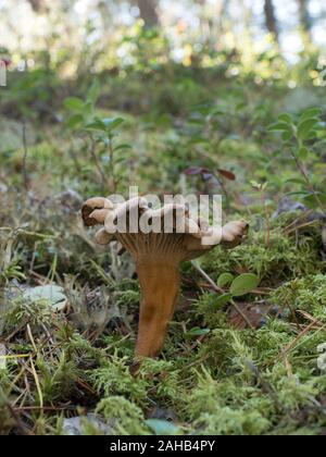 Craterellus tubaeformis (Cantharellus tubaeformis) è un fungo commestibile, noto anche come Yellowfoot, fungo invernale, o Funnel Chanterelle. Foto Stock