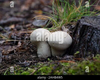 Calvatia execcituliformis (Lycoperdon escipuliforme) comunemente noto come il puffball pestello o puffball a gambo lungo. Foto Stock