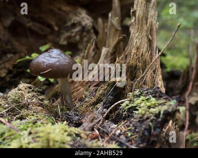 Pluteus cervinus, comunemente noto come scudo di cervo o o fungo di pegno, che cresce a Görvälns naturervat, Svezia. Foto Stock