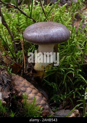 Gomphidius glutinosus, comunemente noto come il sottile spike-cap, che cresce a Görvälns naturreservat, Svezia. Foto Stock