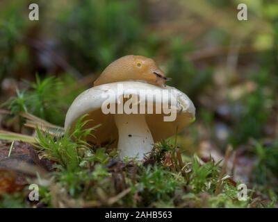 La terra slug che si affonda su un fungo, Görvälns naturervat, Svezia Foto Stock