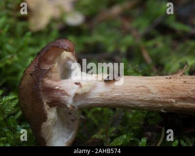 La terra slug che si affonda su un fungo, Görvälns naturervat, Svezia Foto Stock