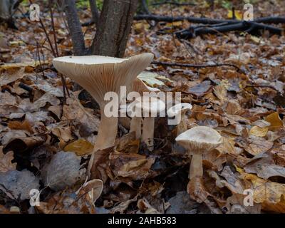 Infundibulicybe geotropa, noto anche come il trooping imbuto o del monaco crescente di testa in Järfälla, Svezia Foto Stock