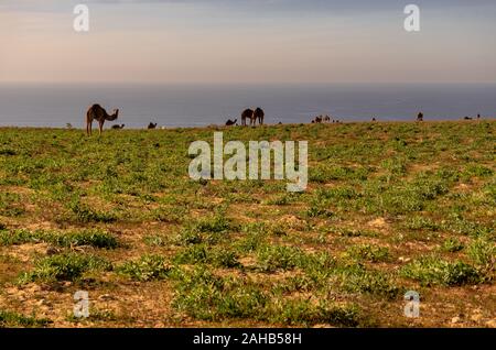 Cammelli selvatici presso la costa del sud del Marocco Foto Stock