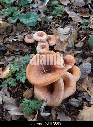 Tappo a imbuto tawny (Paralepista Lepista flaccida) in crescita a Görvälns naturreservat, Svezia. Foto Stock