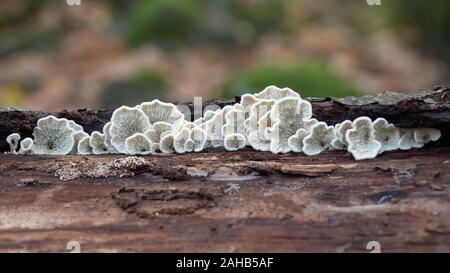 Crimpato gill (Plicaturopsis crispa) che cresce su un albero a foglie decidue trunk in Görvälns naturreservat, Järfälla, Svezia Foto Stock