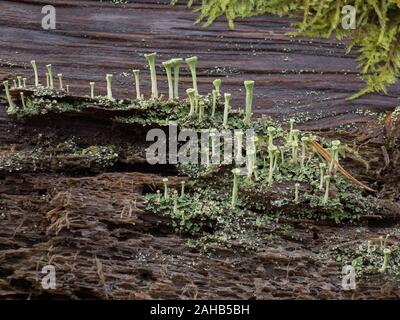 Cladonia (lichen coppa) in crescita su ceppi di alberi in Görvälns naturervat, Svezia. Foto Stock