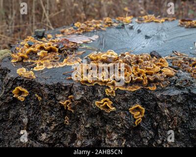 Stereum hirsutum, anche chiamato falsa coda di tacchino e crosta pelosa di cortina che cresce su un ceppo di quercia in Görvälns naturervat, Järfälla, Svezia Foto Stock