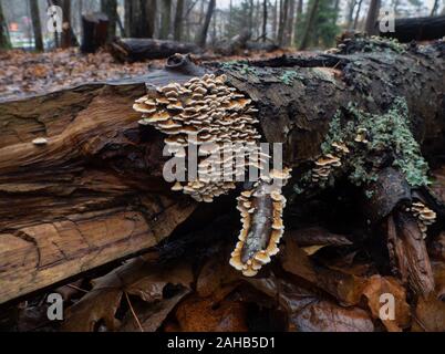 Crimpato gill (Plicaturopsis crispa) che cresce su un albero a foglie decidue trunk in Görvälns naturreservat, Järfälla, Svezia Foto Stock