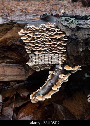 Crimpato gill (Plicaturopsis crispa) che cresce su un albero a foglie decidue trunk in Görvälns naturreservat, Järfälla, Svezia Foto Stock