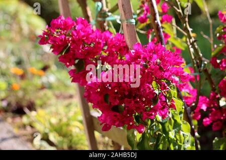 Primo piano della Bougainvillea spinoso hardy ornamentali piante di vite di densa colorata di rosa sepalo come brattee che crescono attorno alla semplice bianco fiori ceroso Foto Stock