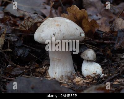 Clitocybe nebularis comunemente noto come l'imbuto di nube o di agarico intorbidato che cresce in Görvälns naturervat, Svezia. Foto Stock