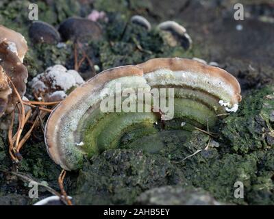 Cerrena unicolor, comunemente noto come il labirinto di muschio polyporo, è una specie di fungo poroide. Foto Stock