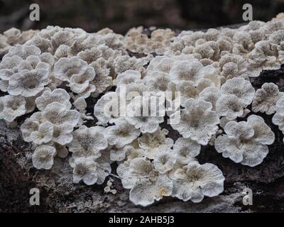 Crimpato gill (Plicaturopsis crispa) che cresce su un albero a foglie decidue trunk in Görvälns naturreservat, Järfälla, Svezia Foto Stock