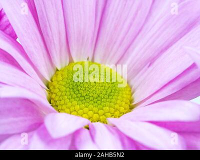 Bella rosa fiori margherite isolato macro close up Foto Stock