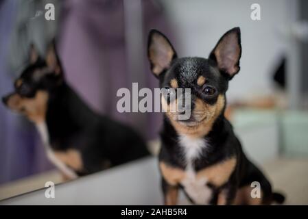 Mini nero bianco beige chihuahua nero bianco marrone chihuahua. Un Pet è seduto a casa. Ben curati cane purosangue. Ritratto di un cane. Il Pet a casa Foto Stock