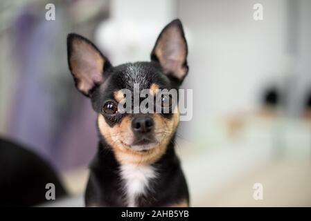 Mini nero bianco beige chihuahua nero bianco marrone chihuahua. Un Pet è seduto a casa. Ben curati cane purosangue. Ritratto di un cane. Il Pet a casa Foto Stock