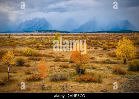 Nuvole temporalesche su montagne in Grand Teton National Park, mentre il colore di autunno diventa di Aspen e pioppi neri americani alberi golden sul sagebrush appartamenti. Foto Stock