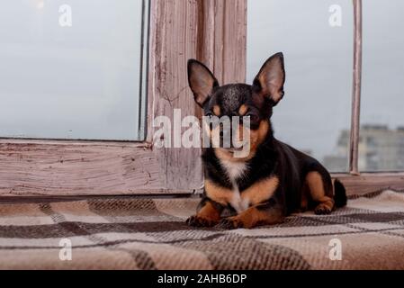 Mini nero bianco beige chihuahua nero bianco marrone chihuahua. Un Pet è seduto a casa. Ben curati cane purosangue. Ritratto di un cane. Il Pet a casa Foto Stock