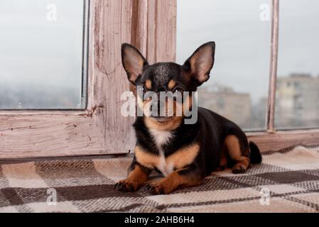 Mini nero bianco beige chihuahua nero bianco marrone chihuahua. Un Pet è seduto a casa. Ben curati cane purosangue. Ritratto di un cane. Il Pet a casa Foto Stock