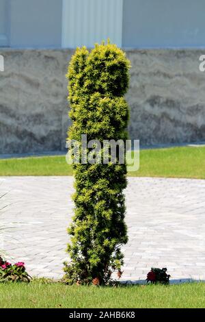 Inglese yew o Taxus baccata o Yew o Common yew o unione yew evergreen albero ornamentale con flat dark green ampio disposte a spirale lascia Foto Stock